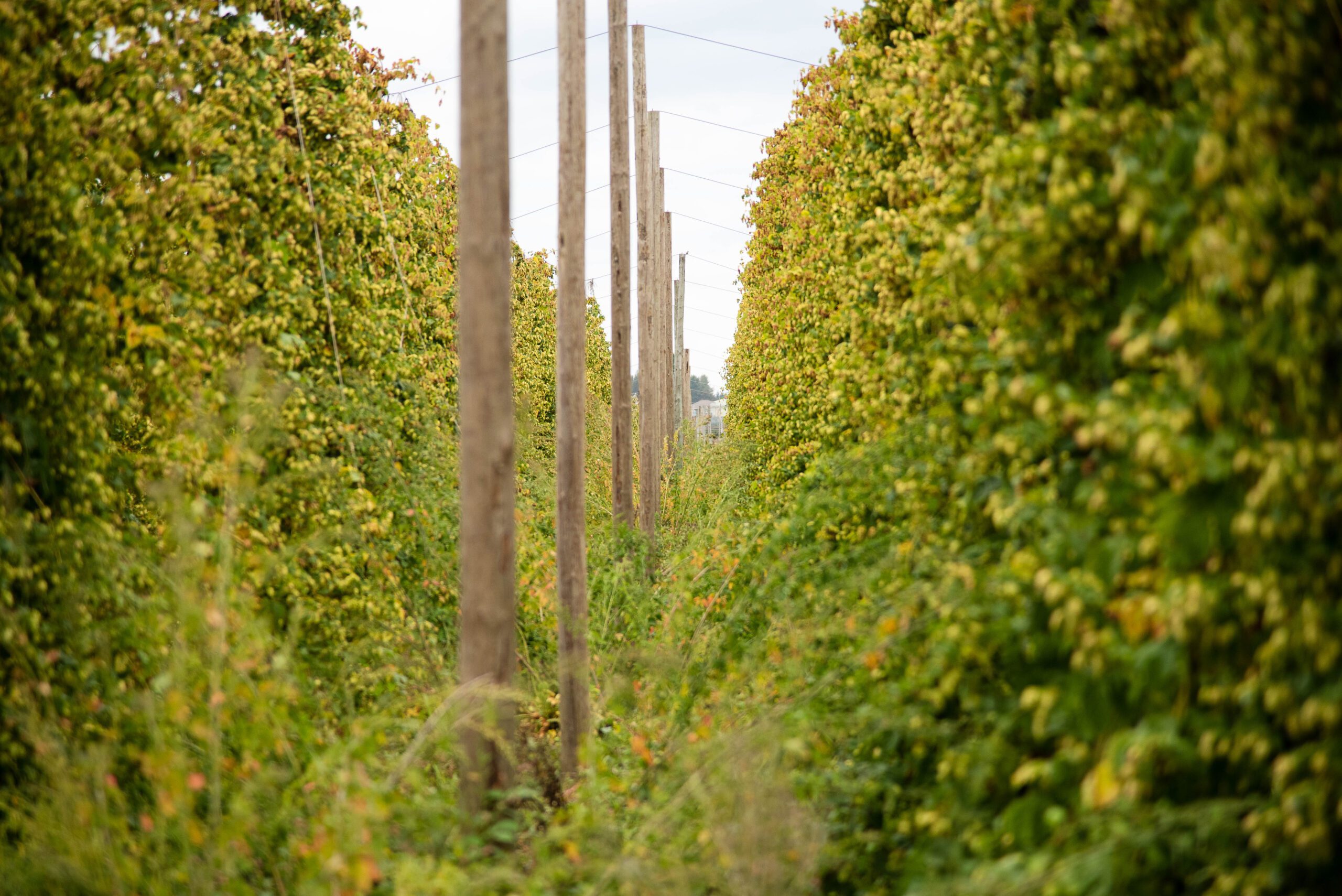 Crosby farms 18 of 12 scaled the shape of hops to come - rhinegeist