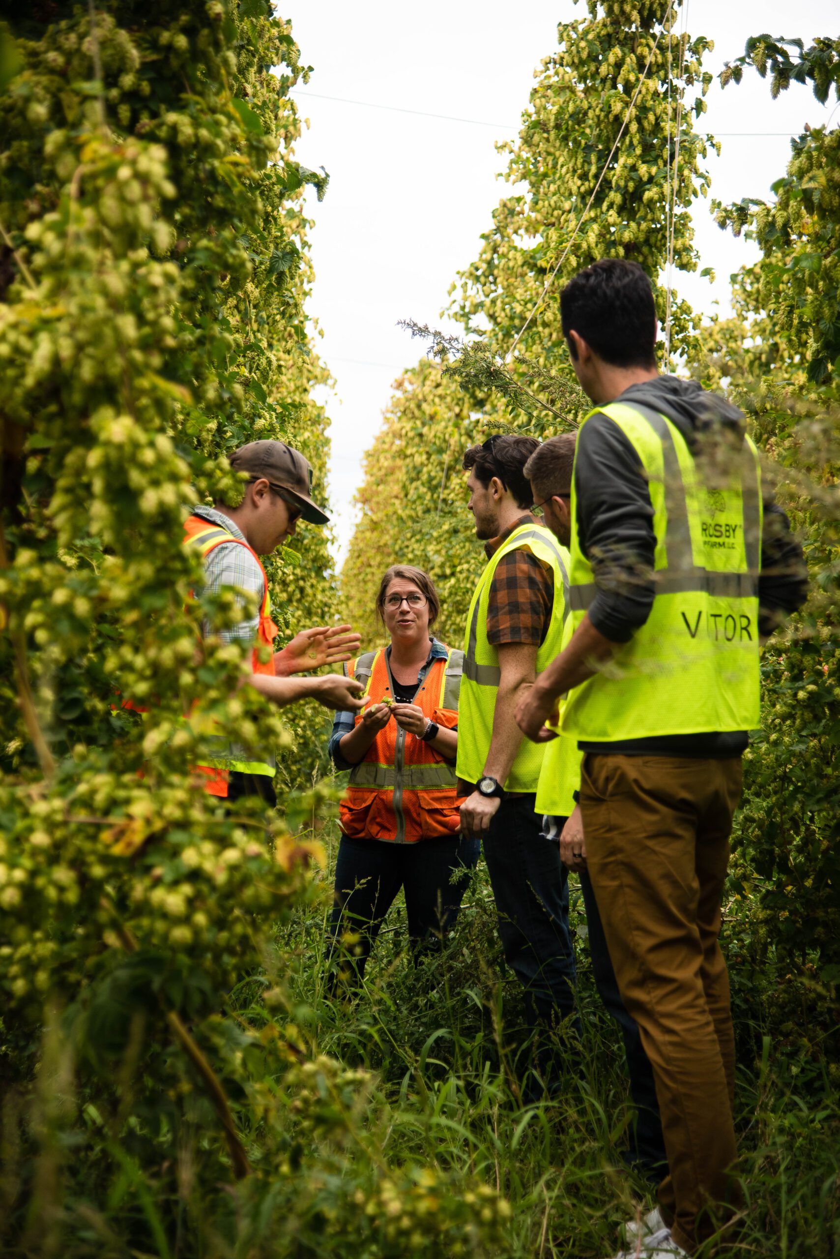Crosby farms 10 of 12 scaled the shape of hops to come - rhinegeist
