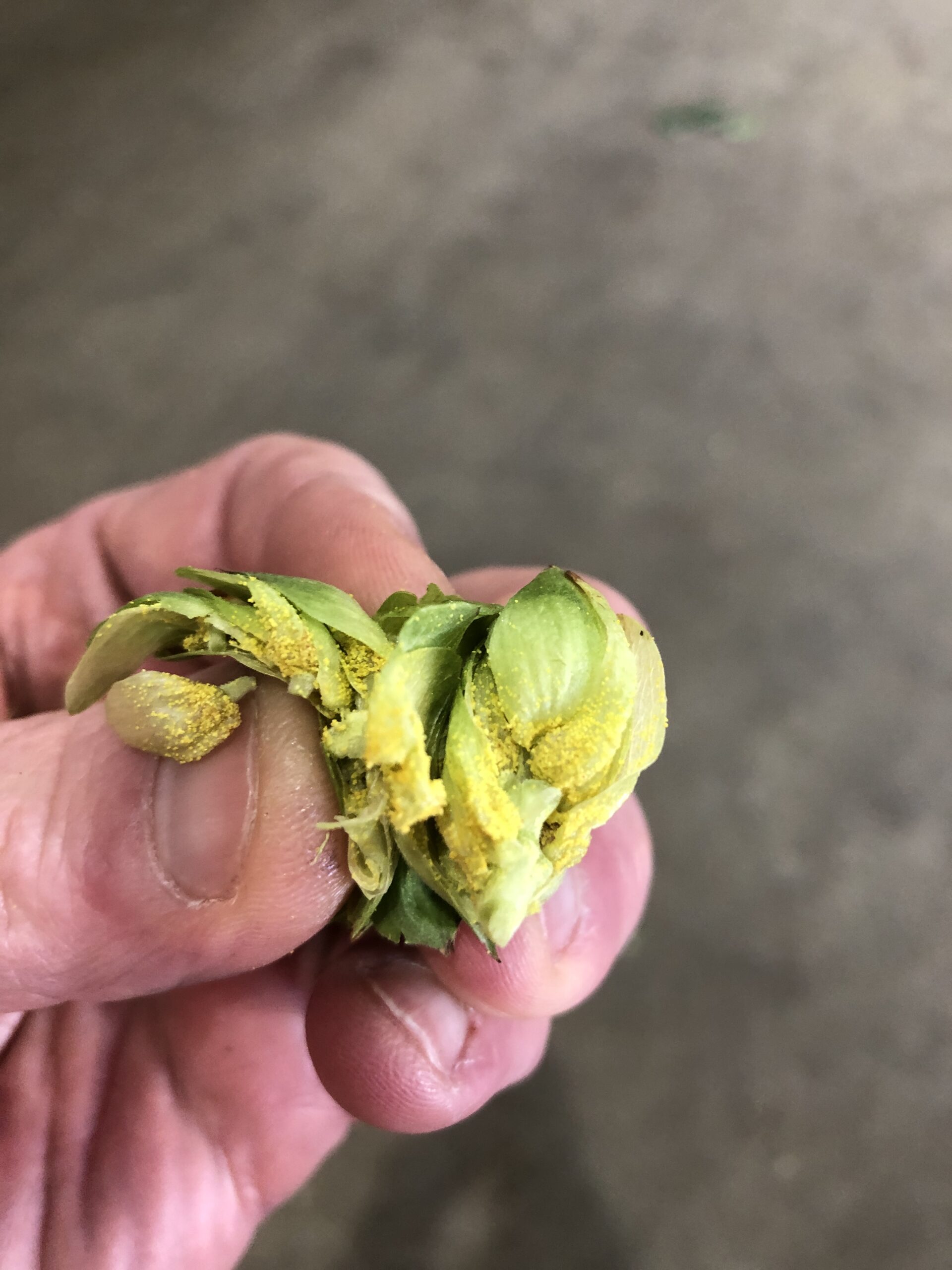 Img 5084 scaled the shape of hops to come - rhinegeist