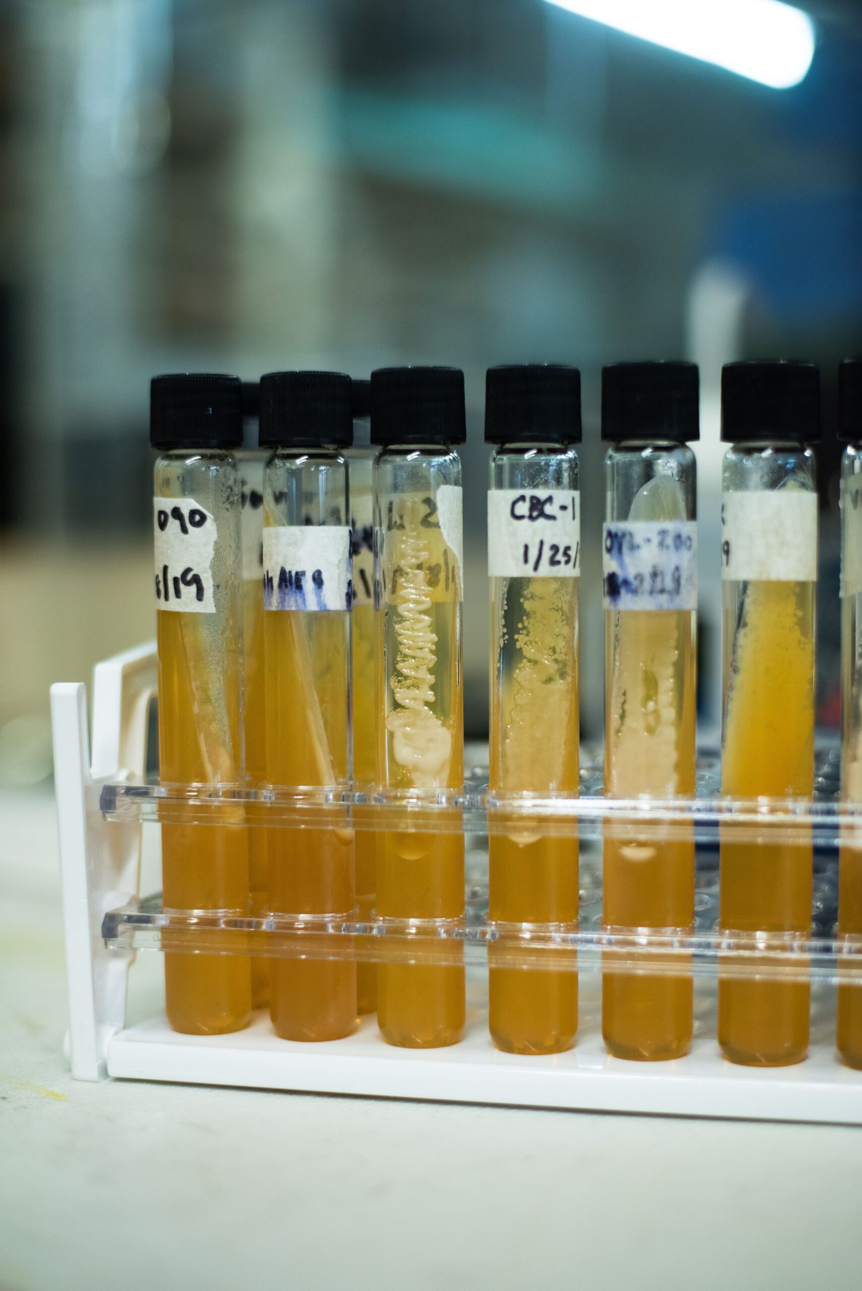 Yeast lab 2 scaled yeasty boys: in house cultures - rhinegeist