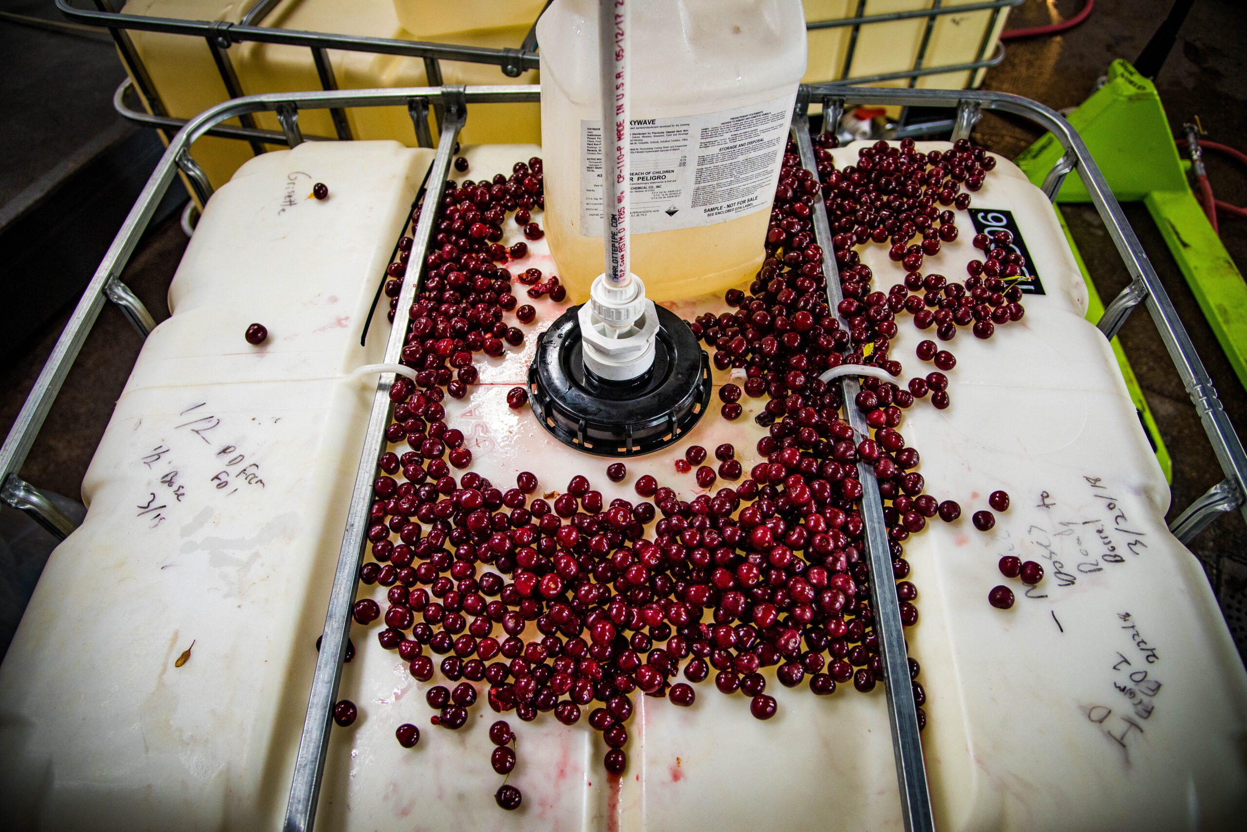 Cherries 15 of 89 scaled yeasty boys: in house cultures - rhinegeist