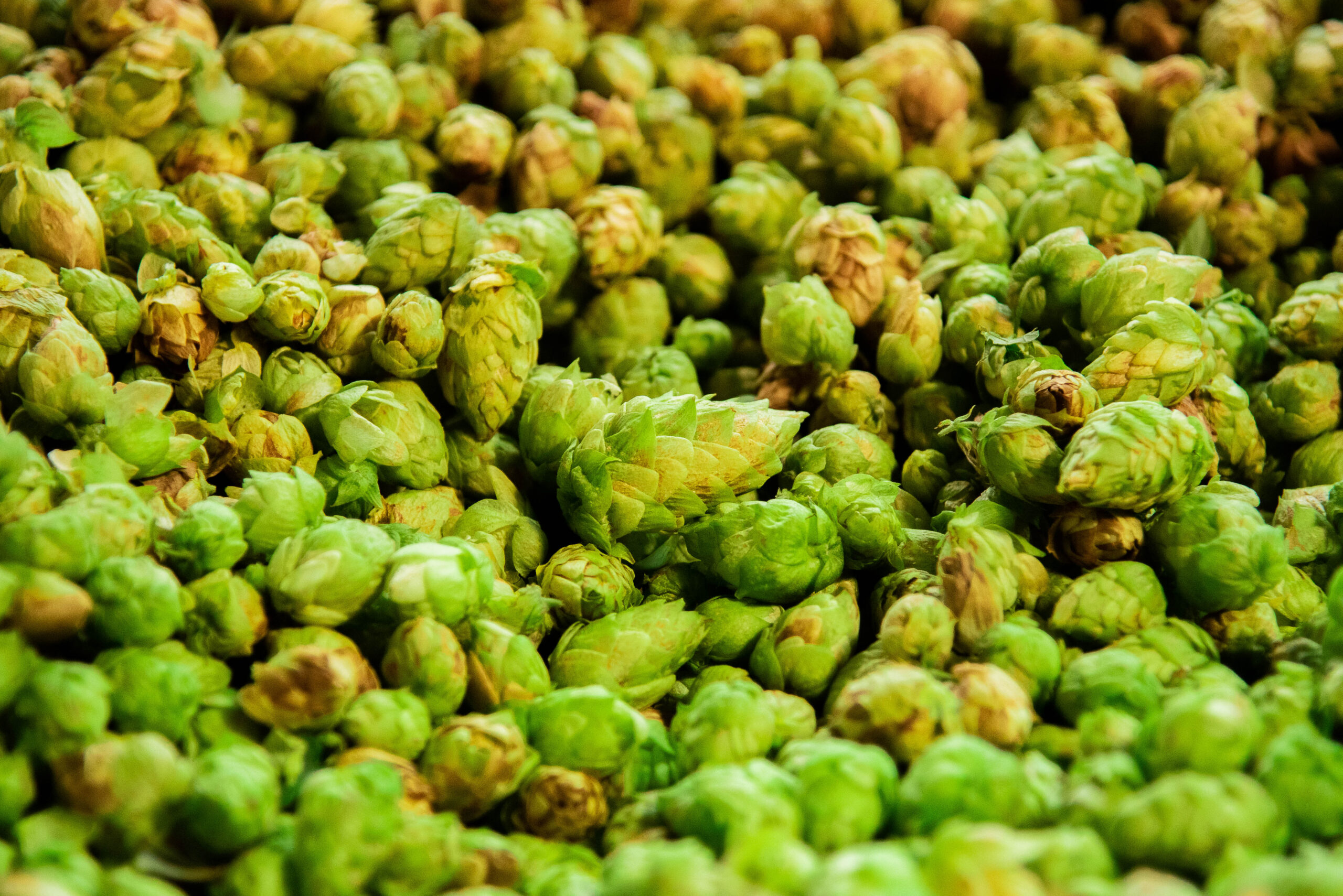 Post 2 16 of 18 scaled harvest time - rhinegeist