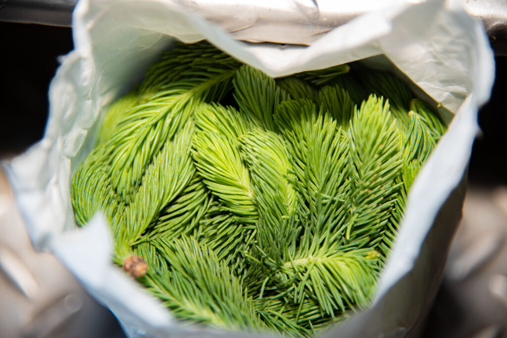 Spruce tip beer 73 of 93 spruce it up! - rhinegeist