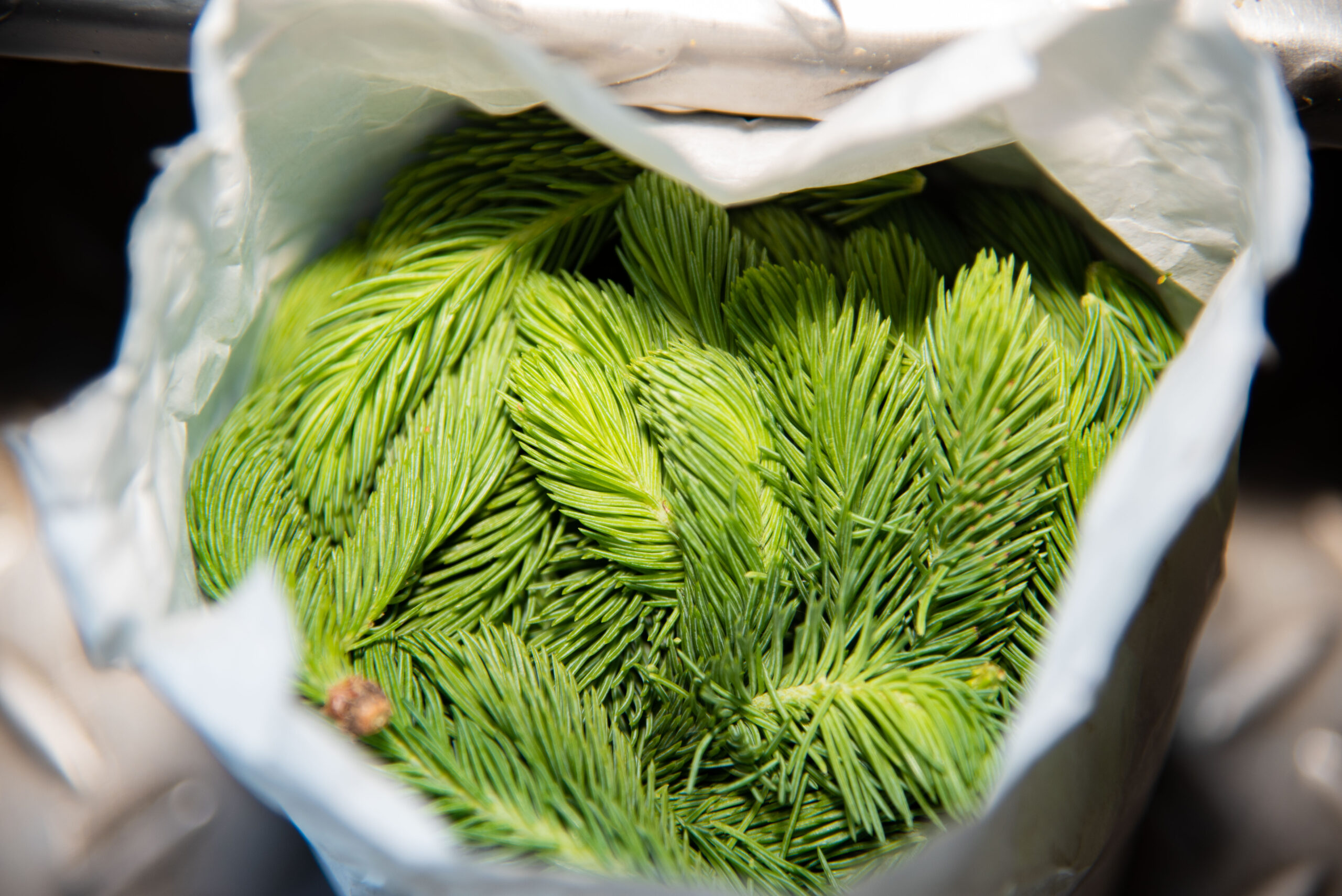 Spruce tip beer 73 of 93 scaled spruce it up! - rhinegeist