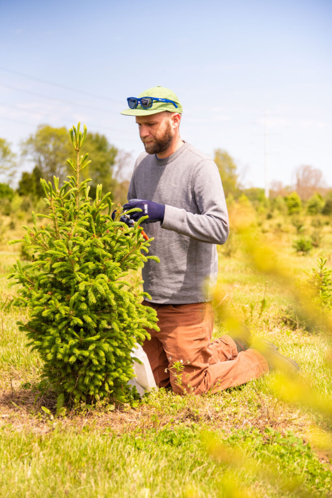 Spruce tip beer 5 of 93 spruce it up! - rhinegeist