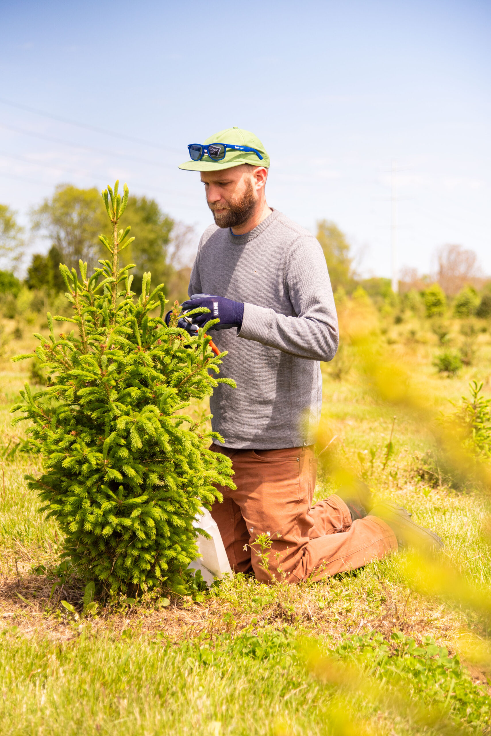 Spruce tip beer 5 of 93 scaled spruce it up! - rhinegeist