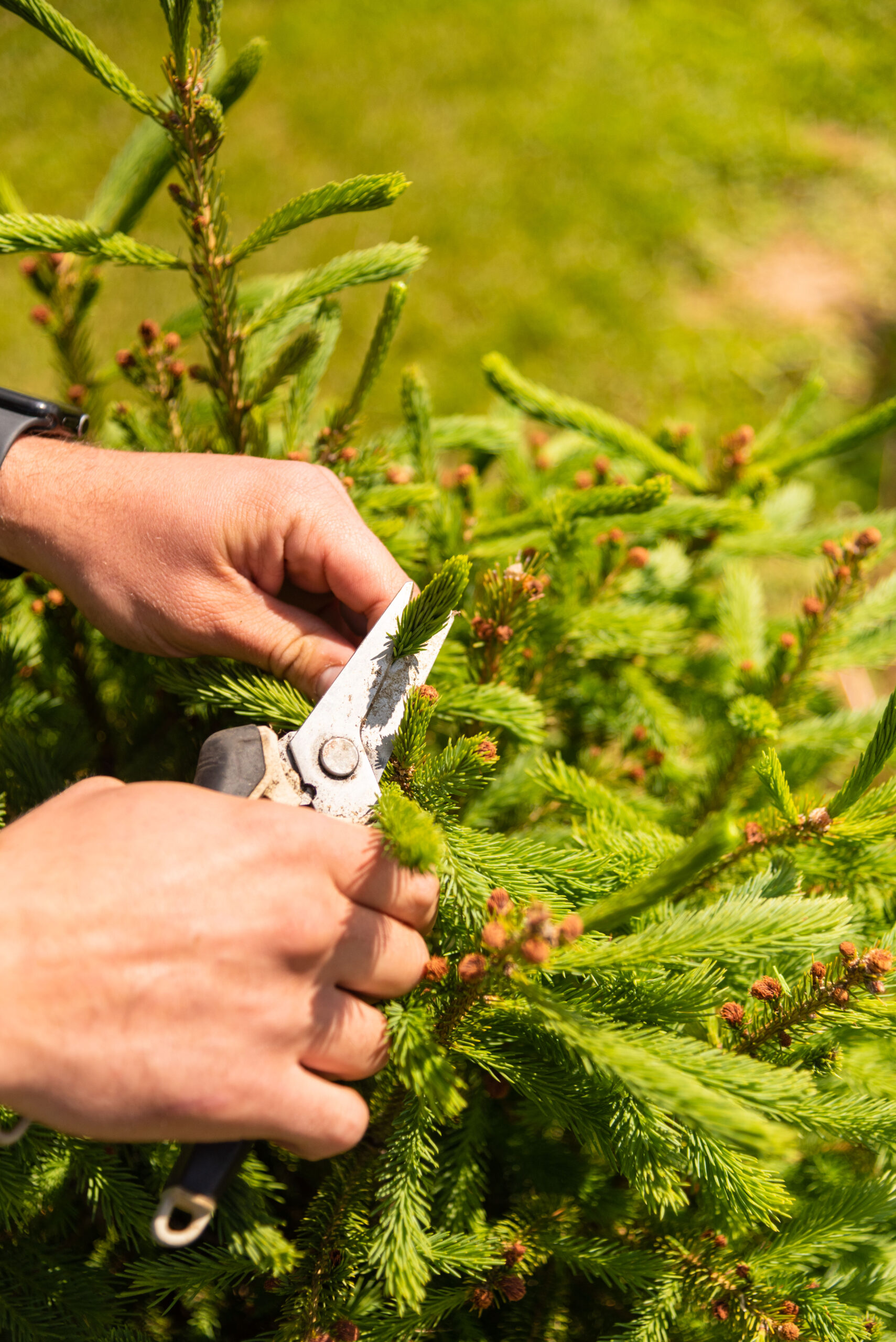 Spruce tip beer 17 of 93 scaled spruce it up! - rhinegeist