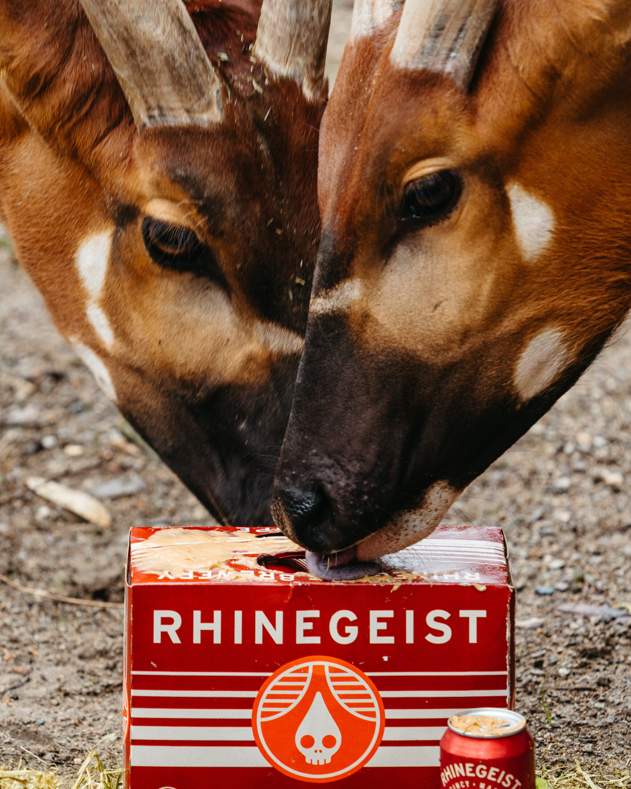 Antelope zoo 2 scaled antelope review - rhinegeist