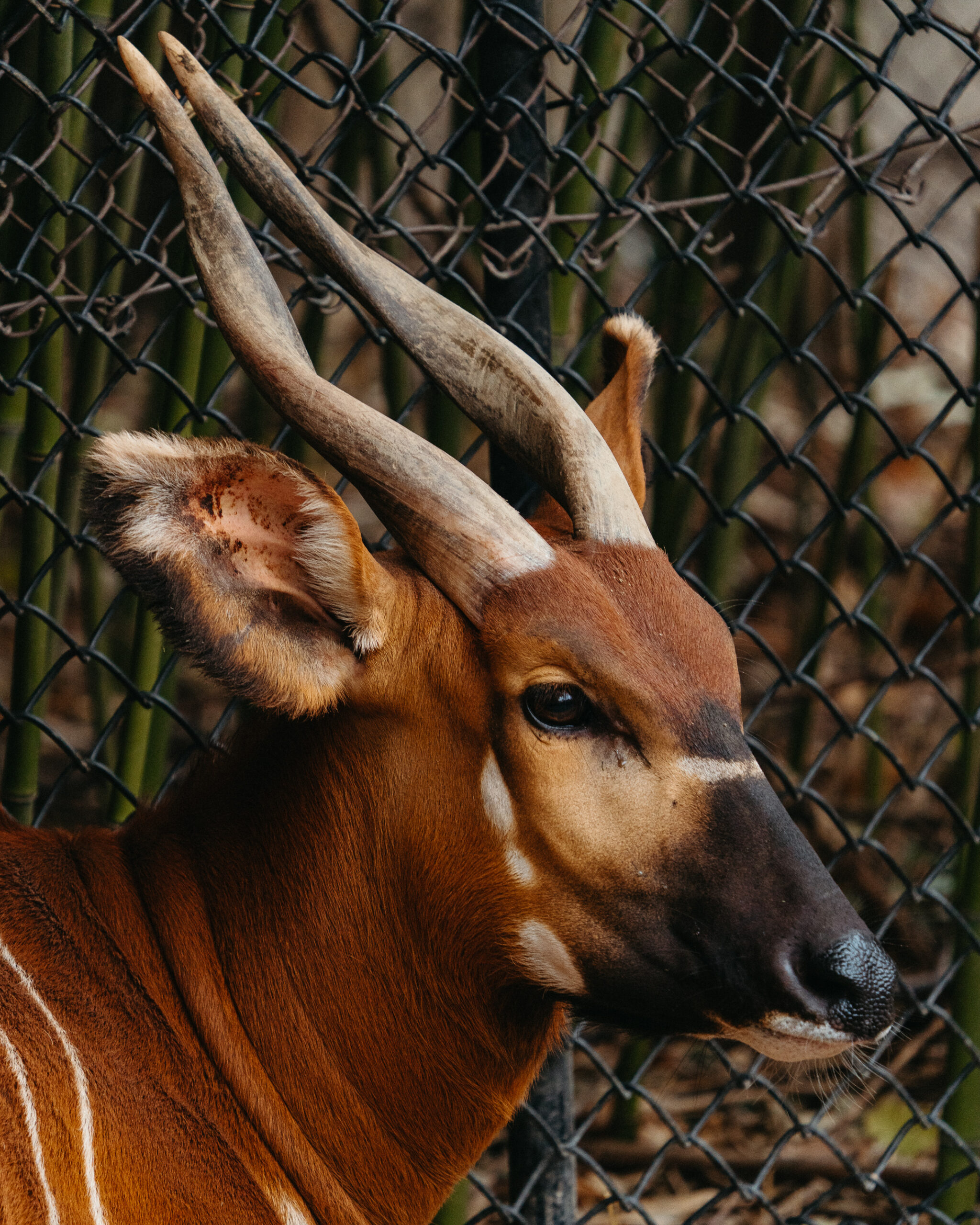Antelope zoo scaled antelope review - rhinegeist