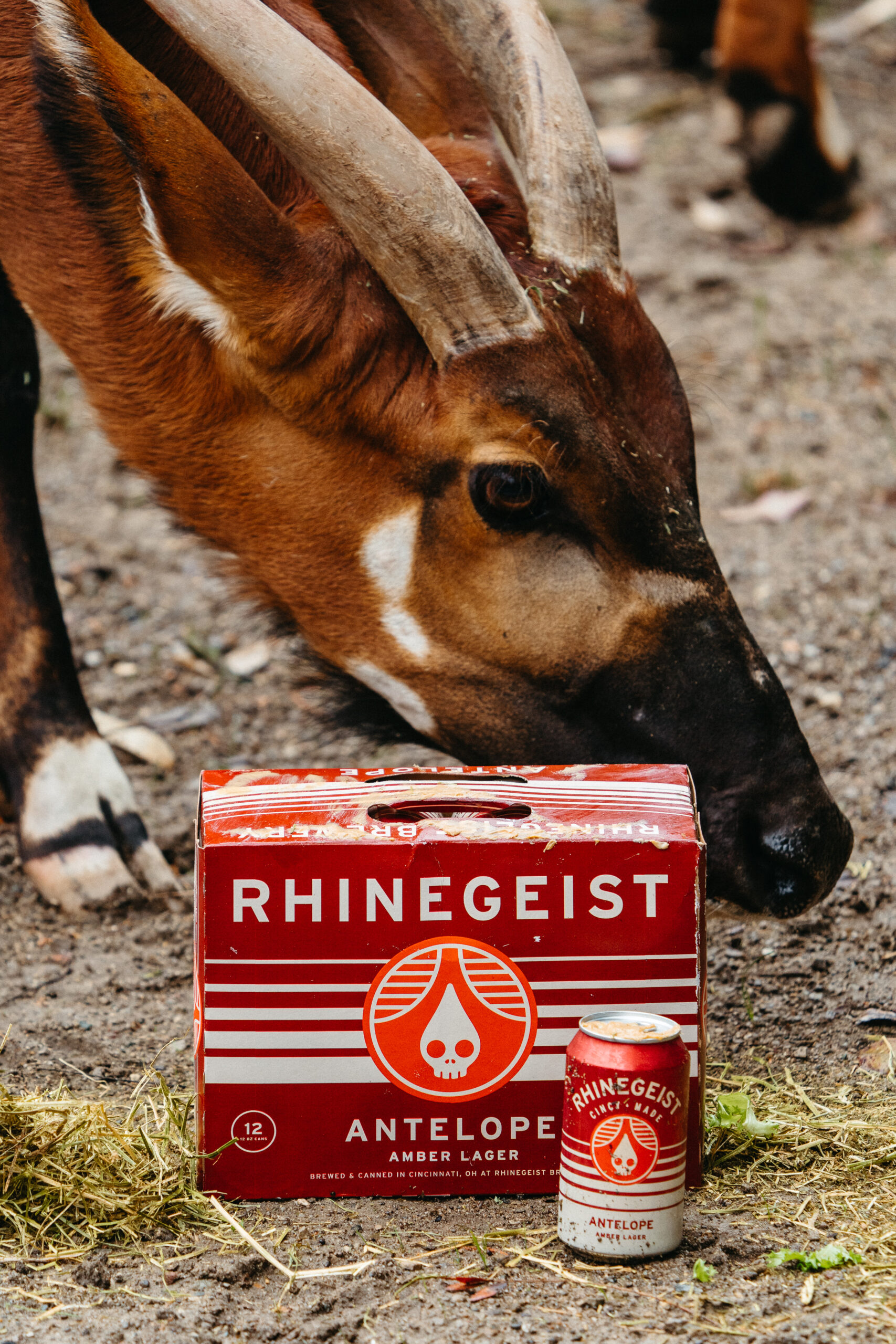 Antelopexbongo rhingeist 14 scaled antelope review - rhinegeist