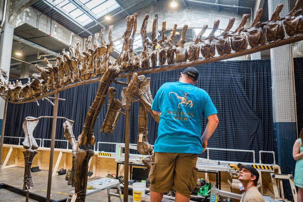 Dinoconstuction 050918 47 jurassic geist, or: “hey, look at that, there’s a 150 million-year-old dinosaur skeleton in the brewery. ” - rhinegeist